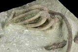 Crinoid (Agaricocrinus) Fossil - Crawfordsville, Indiana #122977-1